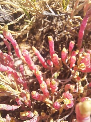Sarcocornia tegetaria red flowering stems